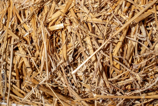 Obraz The straw lies on the ground, top view. Chaotically scattered stems of cut crops in the sun. Thatch grass on a sunny day.