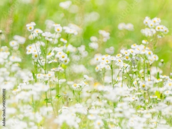 Obraz 野原にハルジオンが群生している様子。日差しに輝いてぼんやりとボケた景色。明るく爽やかな野原、草原のイメージ。