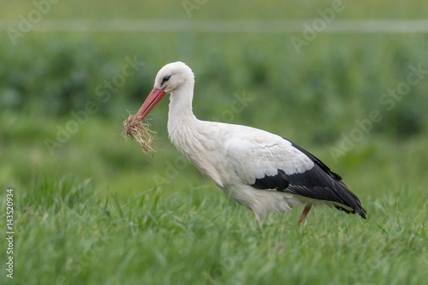 Obraz vogel mit beute