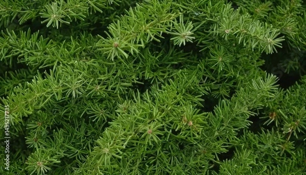 Obraz Full frame shot of pine tree
1