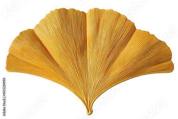 Fototapeta Detailed Ginkgo Biloba Leaf