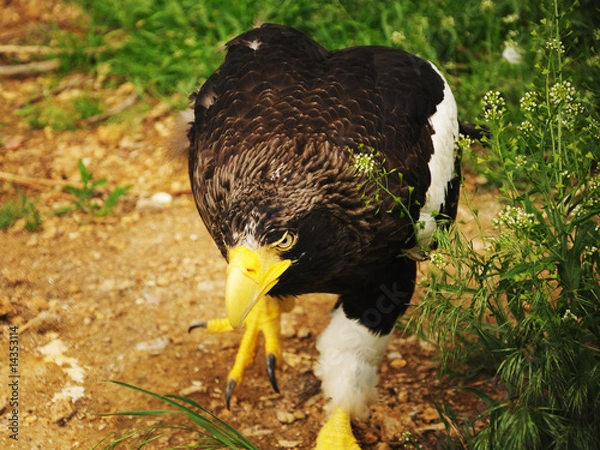 Fototapeta Malicious Eagle