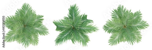 Fototapeta Top view of Burretiokentia hapala palm tree on transparent background, 3d render plant illustration