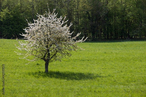 Fototapeta Cerisier en fleurs dans un champ au printemps 