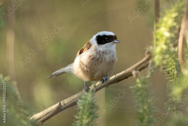 Fototapeta Eurasian Penduline Tit On A Tree Branch