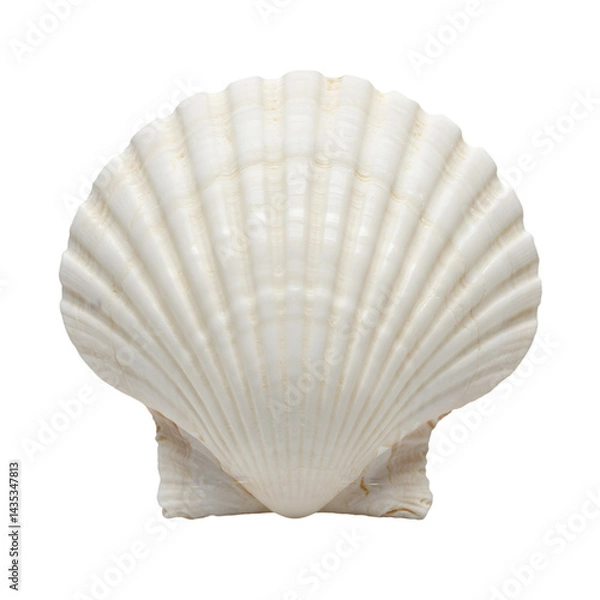 Fototapeta Seashell Texture:  Close-up View with Transparent Background