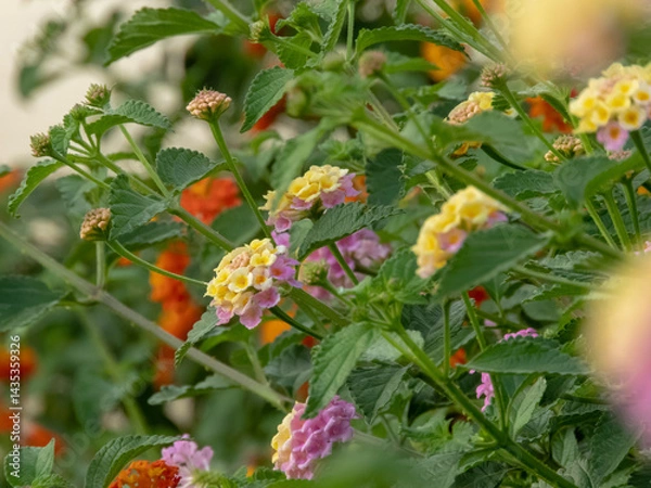 Fototapeta Lantana camara branches with pink and yellow flower heads, leaves and buds in the garden. Shrub verbena flowering plant.
