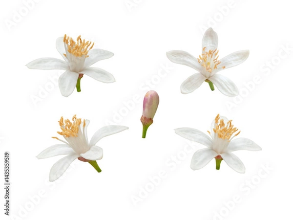 Fototapeta Lemon tree white flowers and bud set isolated transparent png. Citrus flowering plant.
