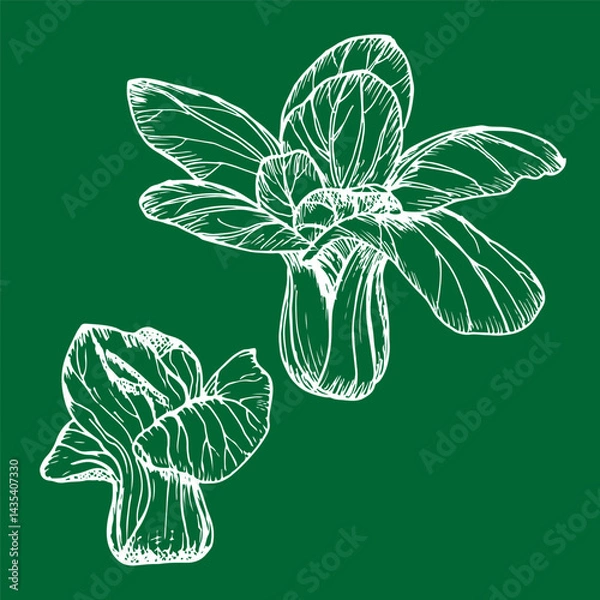 Obraz Bok choy outline illustration set. Simple doodle drawing in engraving style. Hand drawn vector line art clipart isolated