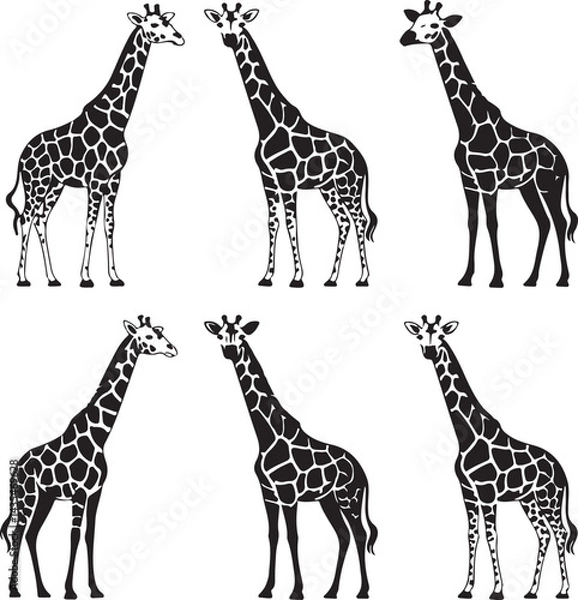 Obraz giraffe vector illustration
