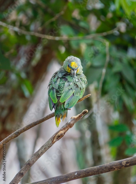 Fototapeta Green parrot wet after the rain dries sitting on a tree branch in the Delta of the Orinoco - Venezuela, Latin America