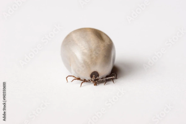 Fototapeta Zecke vollgesogen