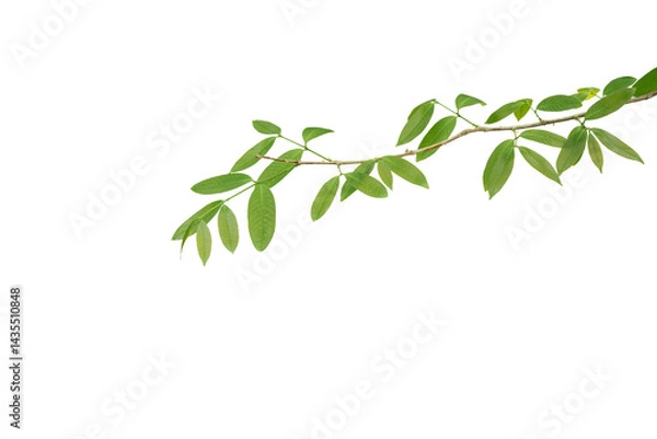 Obraz branch leaves or green leaf isolated. Tree Leaf Frame