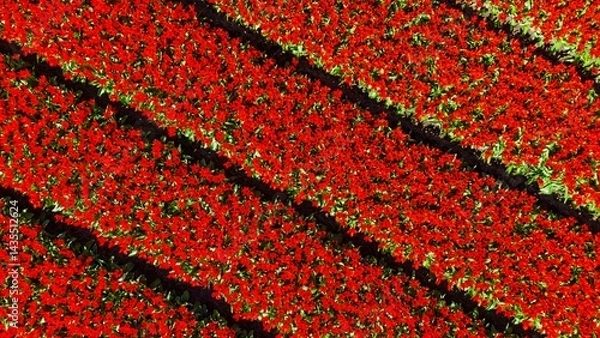 Fototapeta A stunning aerial view of tulip fields in bloom, with perfectly aligned horizontal rows of vibrant red and green creating a captivating striped pattern across the landscape.