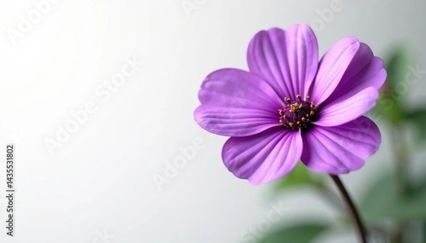 Obraz Single purple flower, isolated on white background, violet, vibrant