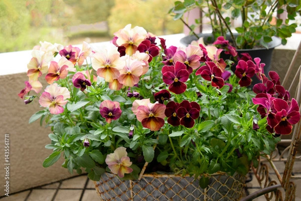 Fototapeta カゴに植えたパンジーの花、ビオラの鉢植え、ガーデニング、ライフスタイル、趣味
