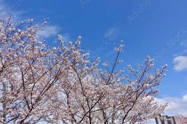 Fototapeta 桜