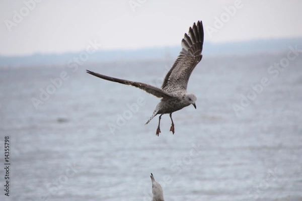 Fototapeta Möwe im flug