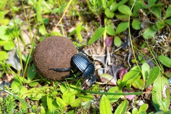 Obraz Mistkäfer eine Dungkugel rollend um seine Nachkommen zu versorgen, natürliches Arbeitsverhalten eines Insekts