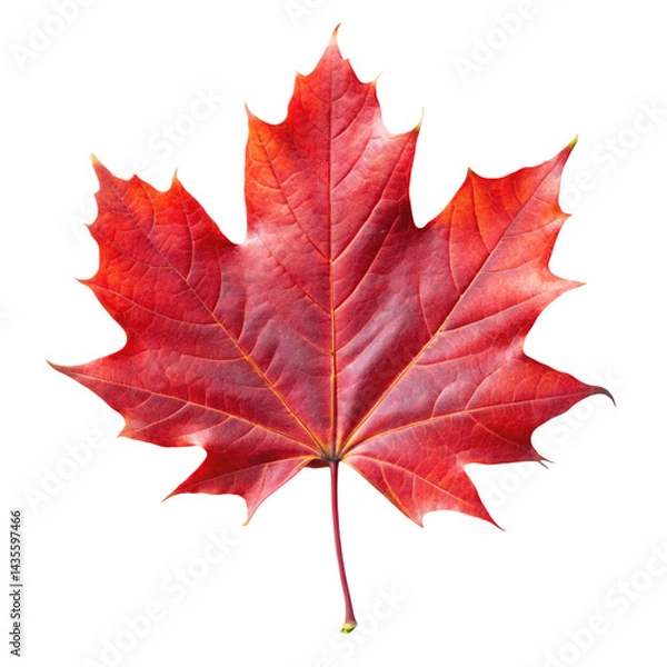 Fototapeta red maple leaf