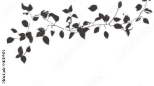 Fototapeta  lush leaves tree shadow transparent background