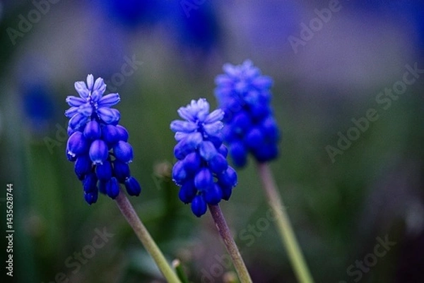 Obraz Traubenhyazinthen im Garten