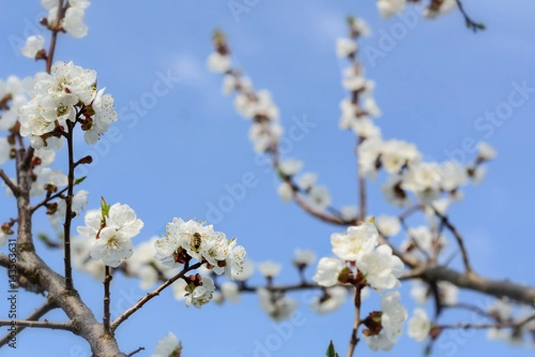 Fototapeta Bee collecting honey on a flowering tree in spring.Blue sky. Apiculture.