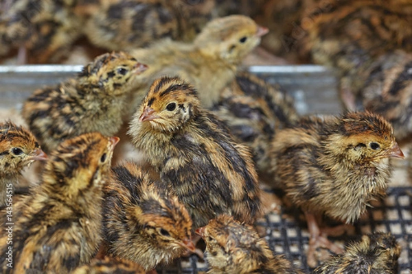 Obraz Two-day baby birds of the Japanese quail