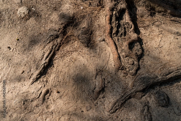Fototapeta Root and shadow