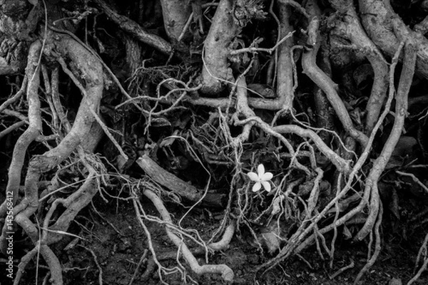 Fototapeta Single flower. B&W.