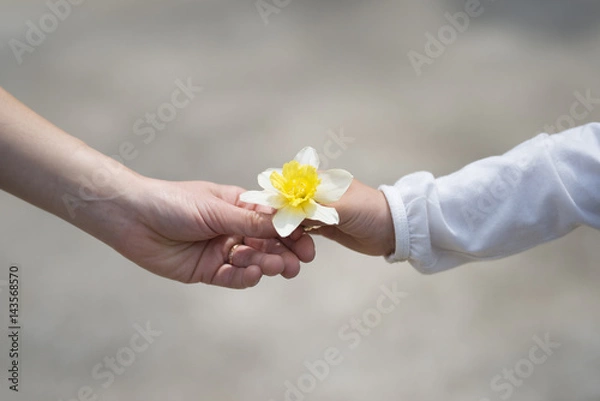 Obraz 水仙の花を手渡す親子の手