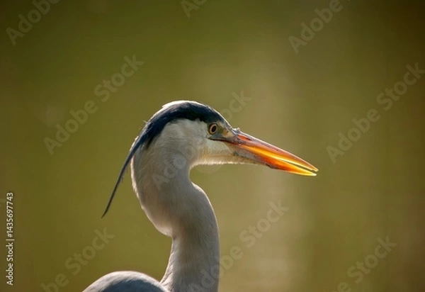 Obraz Wild heron with backlit beak