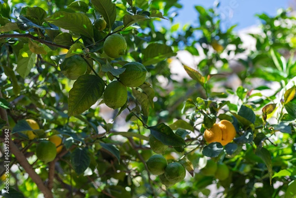 Obraz Detailed view of lemons on a branch, perfect for backgrounds, organic product ads, or educational material about farming and botany.