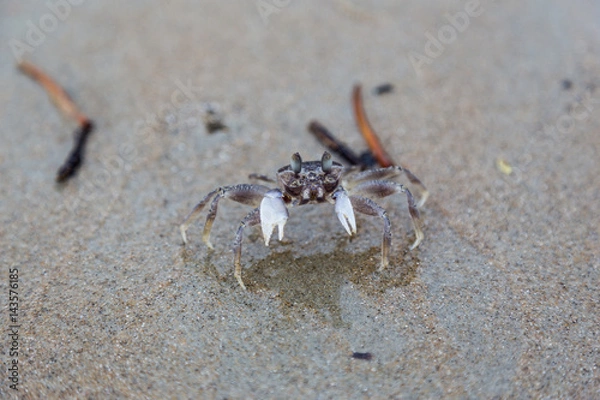 Obraz crab on the beach