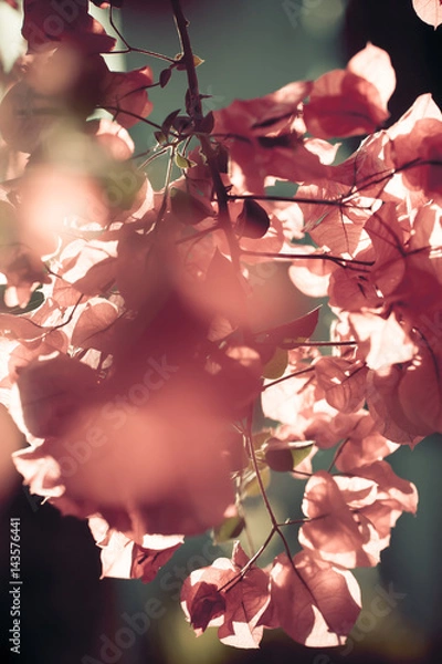 Obraz abstract flowers