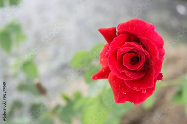 Fototapeta Single red rose
