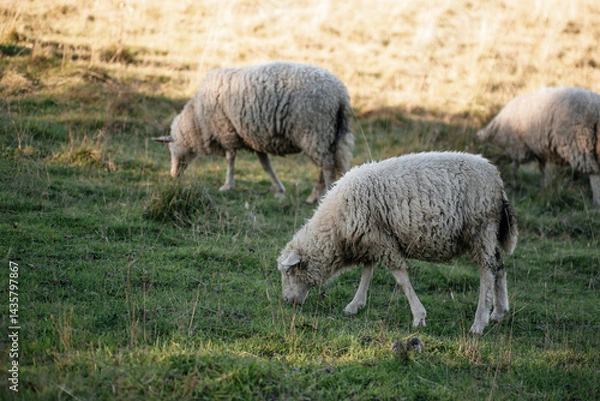 Obraz Sheeps in a meadow on green grass at sunset. Sheep grazing in a meadow in the mountains, Zakopane, Poland. A herd of sheep in the mountains.
