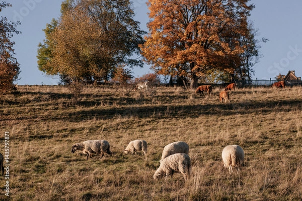 Obraz Sheeps at autumn meadow with beautiful trees on yellow and orange grass at sunset. A herd of sheep grazing in a meadow in the mountains, Zakopane, Poland