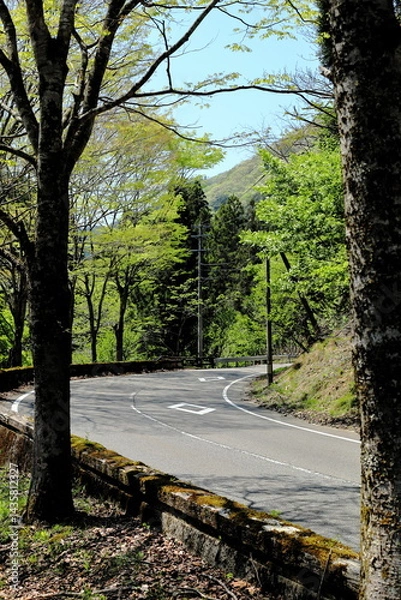 Fototapeta 岐阜県揖斐川町の新緑の中の道