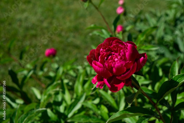 Obraz Flowering peony plant bush in summer garden with blurred green background. Pink double flowers of Paeonia lactiflora. Colorful spring or summer back.