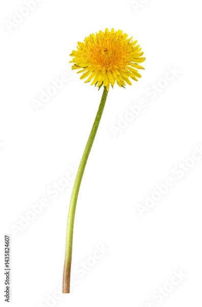 Fototapeta Closeup of yellow  dandelion flower isolated on white or transparent background