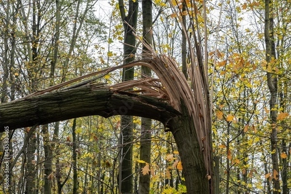 Fototapeta Broken tree in forest after strong wind and storm