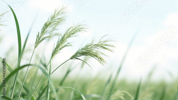 Obraz green grass and blue sky