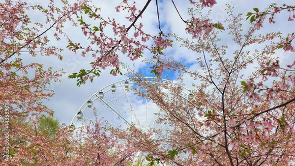Fototapeta Spring Ferris wheel view framed by cherry blossom branches