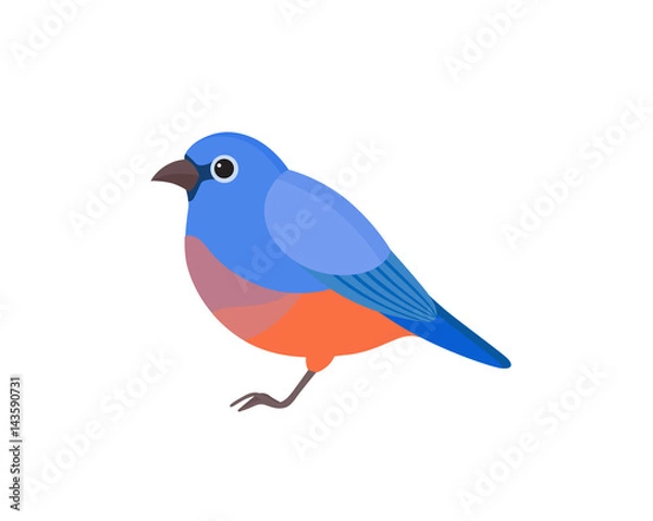 Fototapeta Bird with colorful feathers, isolated vector illustration