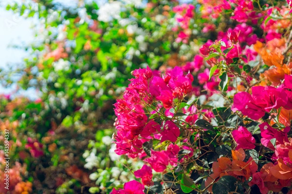 Fototapeta Яркий южный сад. Цветущие ветки яркой бугенвиллеи. Сад в Израиле