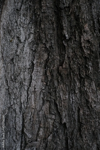 Fototapeta bark of a tree