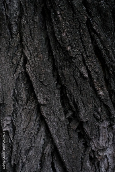 Fototapeta tree bark texture