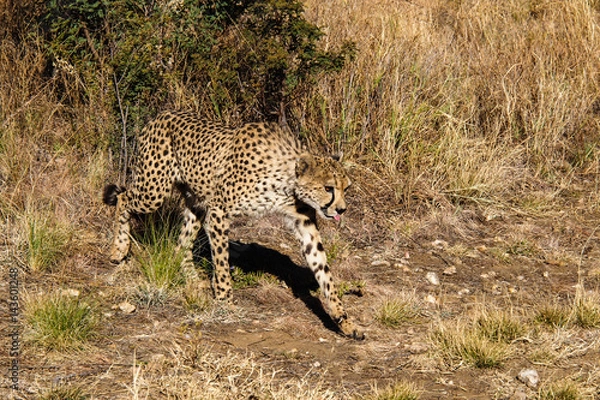 Fototapeta Namibia  - Gepard beim Game Drive
