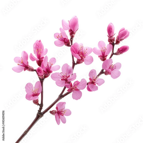 Fototapeta delicate branch of pink cherry blossoms. showcasing clusters of vibrant flowers against a white background the composition highlights the beauty of nature. making it ideal for floral-themed designs. s